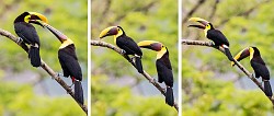 Costa Rica  Black-mandibled Toucan, Chick and a Parent : Black-mandibled Toucan