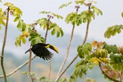 Costa Rica  Black-mandibled Toucan : Black-mandibled Toucan