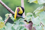Costa Rica  Black-mandibled Toucan : Black-mandibled Toucan