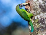 Costa Rica  Northern Emerald-Toucanet : Northern Emerald-Toucanet