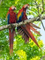 Costa Rica  Scarlet Macaw