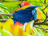 Costa Rica  Scarlet Macaw : Scarlet Macaw