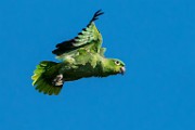 Costa Rica  Mealy Parrot : Mealy Parrot