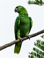 Costa Rica  Yellow-naped Parrot : Yellow-naped Parrot