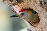 Costa Rica  Hoffman's Woodpecker - Male : Hoffman's Woodpecker - Male