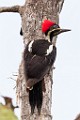 Costa Rica  Lineated Woodpecker : Lineated Woodpecker