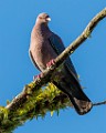 Costa Rica  Ruddy Pigeon : Ruddy Pigeon