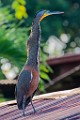 Costa Rica  Bare-throated Tiger - Heron : Bare-throated Tiger - Heron