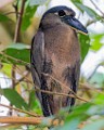 Costa Rica  Boat-billed Heron : Boat-billed Heron