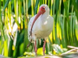 Costa Rica  White Ibis : White Ibis