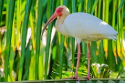 Costa Rica  White Ibis : White Ibis