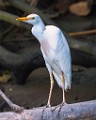 Costa Rica  Cattle Egret : Cattle Egret
