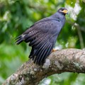 Costa Rica  Mangrove Black Hawk : Mangrove Black Hawk