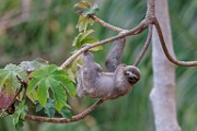 Costa Rica  Brown-throated Sloth - Juvenile : Brown-throated Sloth - Juvenile