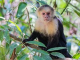 Costa Rica  White-Faced or Capuchin Monkey : White-Faced or Capuchin Monkey