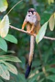 Costa Rica  Squirrel Monkey : Squirrel Monkey