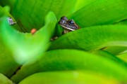 Costa Rica  Milk Frog : Milk Frog