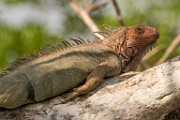Costa Rica  Iguana : Iguana