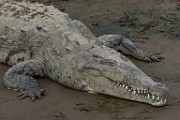 Costa Rica  Crocodile : Crocodile