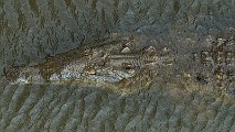 Costa Rica  Crocodile : Crocodile