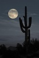 Desert Moon Series  Full Moon, Beaver Moon, Soutwest Desert Moon : Full Moon, Beaver Moon, Soutwest Desert Moon