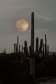 Desert Moon Series  Full Moon, Beaver Moon, Soutwest Desert Moon : Full Moon, Beaver Moon, Soutwest Desert Moon