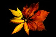 Fall Colors 2025 : Fall Leaves, Fall Colors