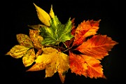 Fall Colors 2025 : Fall Leaves, Fall Colors