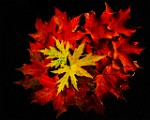 Fall Colors 2025 : Fall Leaves, Fall Colors