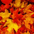 Fall Colors 2025 : Fall Leaves, Fall Colors