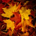 Fall Colors 2025 : Fall Leaves, Fall Colors