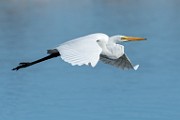 Great Egret - sequence 1 of 7 : Bird in Flight