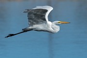 Great Egret - sequence 2 of 7 : Bird in Flight