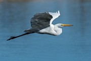 Great Egret - sequence 3 of 7 : Bird in Flight