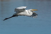 Great Egret - sequence 4 of 7 : Bird in Flight