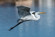 Great Egret - sequence 5 of 7 : Bird in Flight