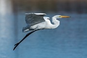 Great Egret - sequence 6 of 7 : Bird in Flight
