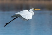Great Egret - sequence 7 of 7 : Bird in Flight