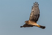 Northern Harrier - sequence 1 of 6 : Bird in Flight