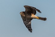 Northern Harrier - sequence 2 of 6 : Bird in Flight