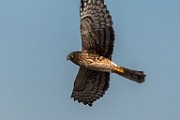 Northern Harrier - sequence 3 of 6 : Bird in Flight