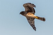 Northern Harrier - sequence 4 of 6 : Bird in Flight