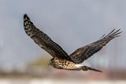 Northern Harrier - sequence 5 of 6 : Bird in Flight