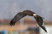 Northern Harrier - sequence 6 of 6 : Bird in Flight
