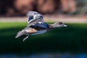 American Wigeon - sequence 1 of 5 : Bird in Flight