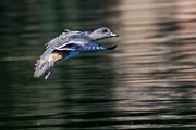American Wigeon - sequence 2 of 5 : Bird in Flight