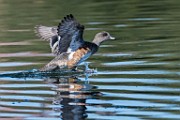 American Wigeon - sequence 4 of 5 : Bird in Flight