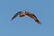 Osprey : Bird in Flight