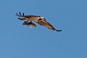 Osprey : Bird in Flight