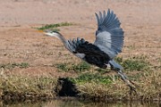 Great Blue Heron : Bird in Flight